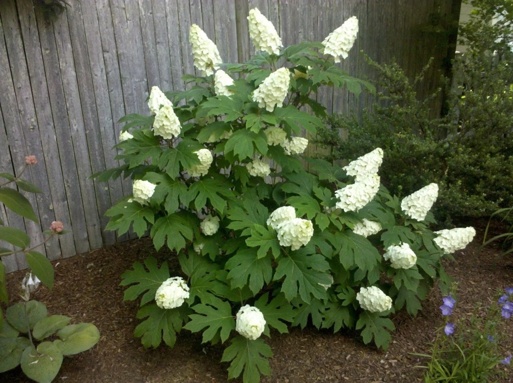 Oakleaf Hydrangea Live Plant - 4" Pot, 6-10" Tall, White Blooms, Outdoor Shrub - Image 1
