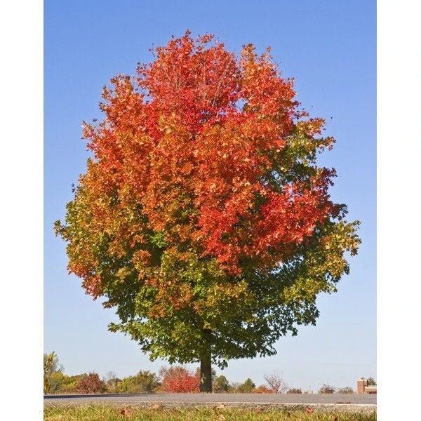 October Glory Maple Live Plant – 1-2 ft Quart Pot – Fast Growing Shade Tree - Image 1