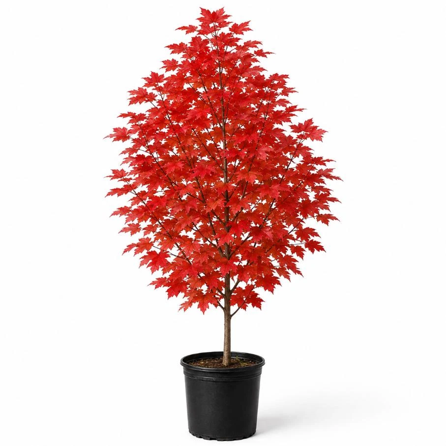 October Glory Maple Live Tree Plant, 10-18" Tall, QT Pot, Red Fall Color, Outdoor Shade Tree - Image 11