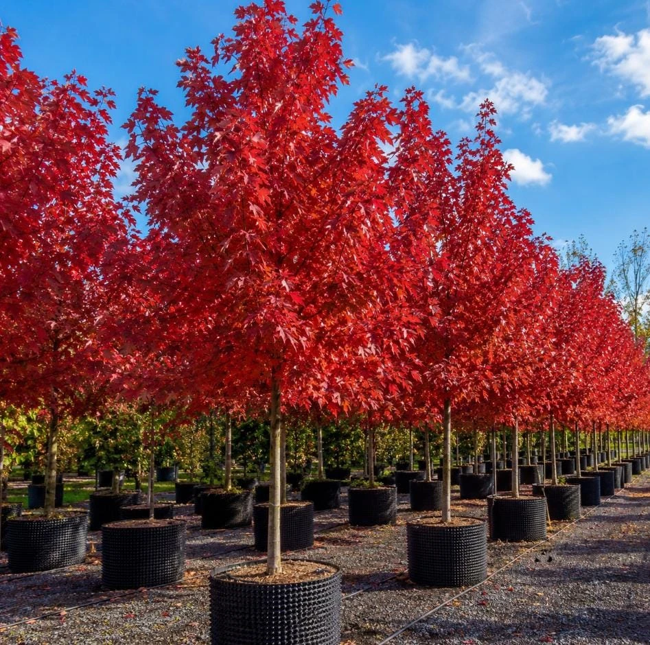 October Glory Maple Live Tree Plant, 10-18" Tall, QT Pot, Red Fall Color, Outdoor Shade Tree - Image 2