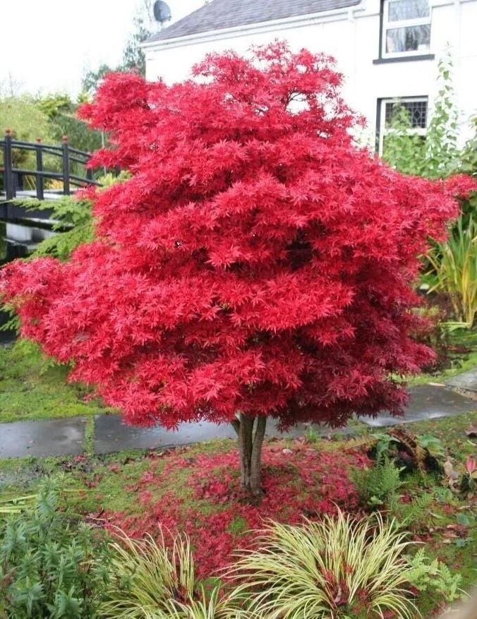 October Glory Maple Live Tree Plant, 10-18" Tall, QT Pot, Red Fall Color, Outdoor Shade Tree - Image 8