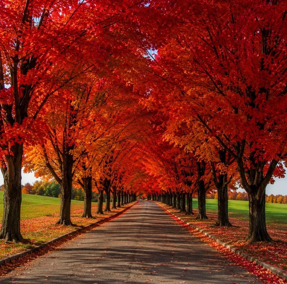 October Glory Maple Live Tree Plant, 10-18" Tall, QT Pot, Red Fall Color, Outdoor Shade Tree - Image 1