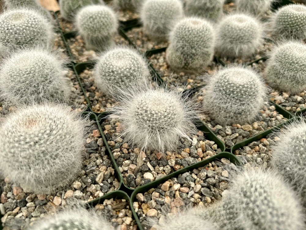 Old Lady Cactus Live Plant – Mammillaria Hahniana – 3.5" Pot – Indoor Succulent - Image 1