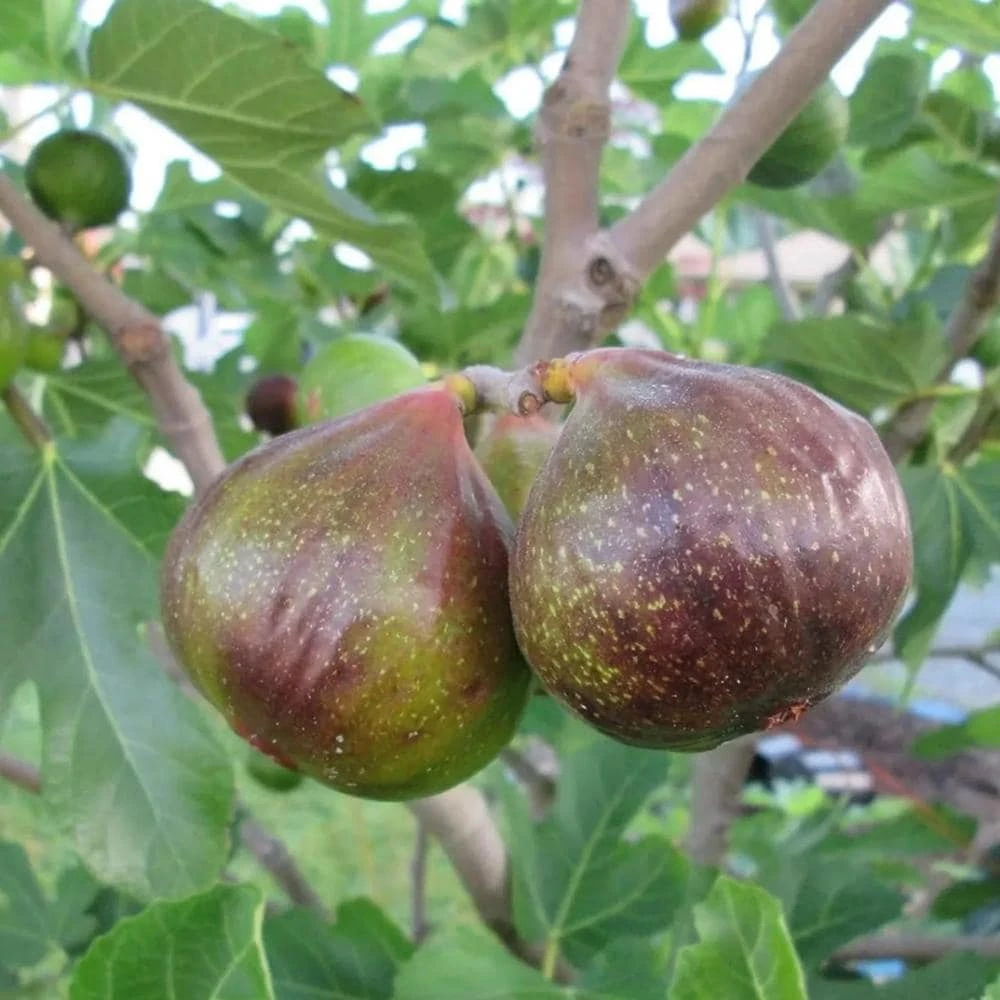 Olympian Fig Live Plant – Fruiting Tree Starter – 4-6 Inches Tall – Outdoor - Image 1