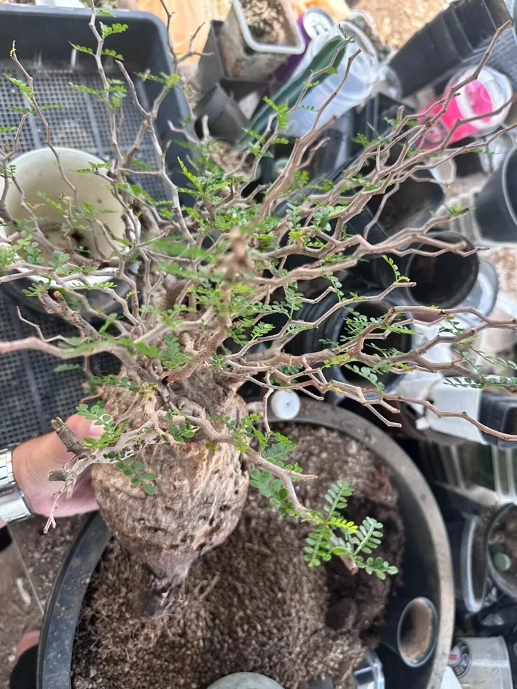 Operculicarya Pachypus Seeds - 5 Rare Succulent Bonsai Seeds - Image 1