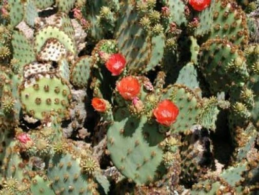 Opuntia engelmannii var. aciculata Old Man Whiskers Seeds - 10 Count - Image 1