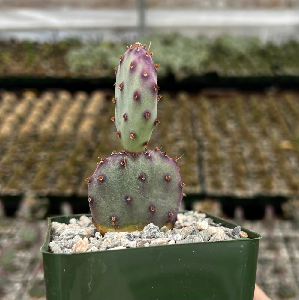 Opuntia Santa Rita Purple Prickly Pear Cactus Live Plant 4" Pot Outdoor - Image 1