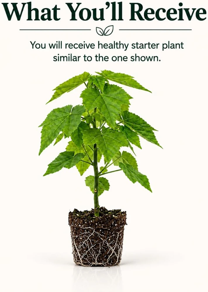 Orange Abutilon Live Plant โ Trailing Lantern Flower Vine โ 4-6 Inch Tall - Image 2