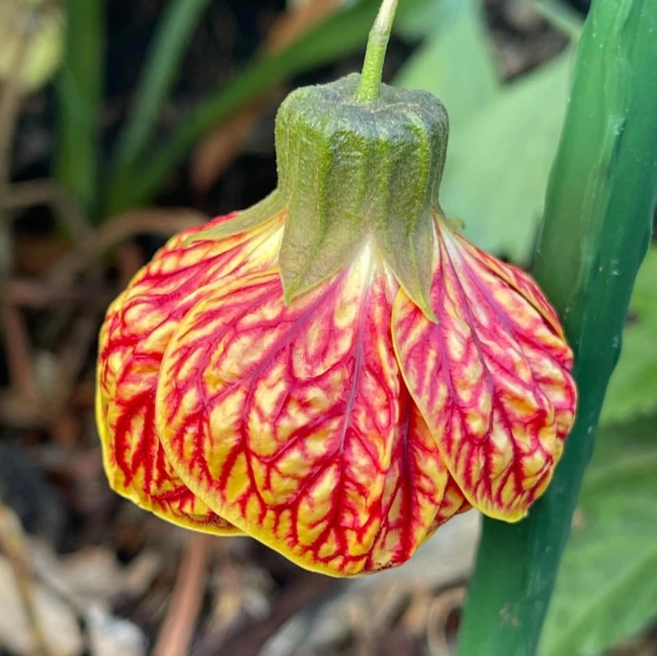 Orange Abutilon Live Plant โ Trailing Lantern Flower Vine โ 4-6 Inch Tall - Image 3