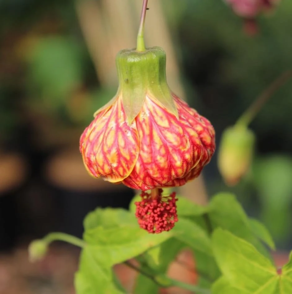 Orange Abutilon Live Plant โ Trailing Lantern Flower Vine โ 4-6 Inch Tall - Image 5