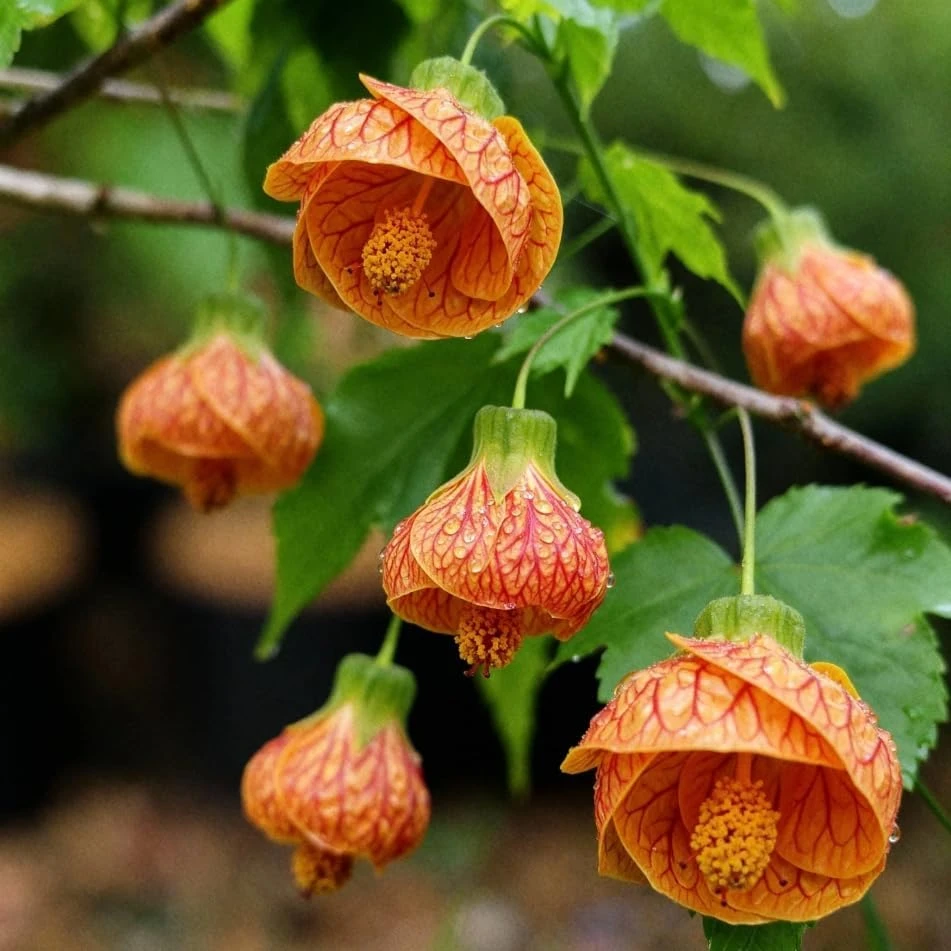 Orange Abutilon Live Plant โ Trailing Lantern Flower Vine โ 4-6 Inch Tall - Image 6