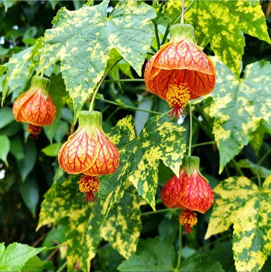 Orange Abutilon Live Plant โ Trailing Lantern Flower Vine โ 4-6 Inch Tall - Image 7