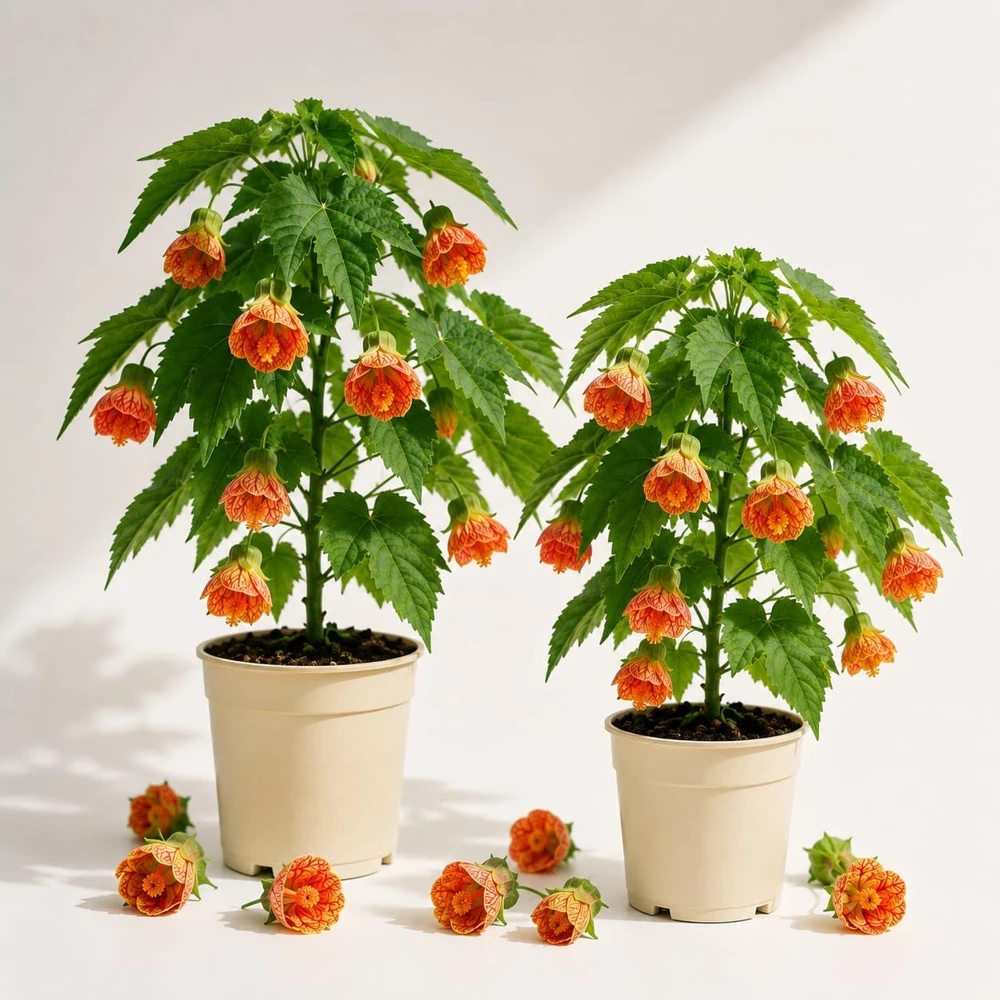 Orange Abutilon Live Plants - Set of 2 Trailing Lantern Vine, 4-6 Inch Tall - Image 1