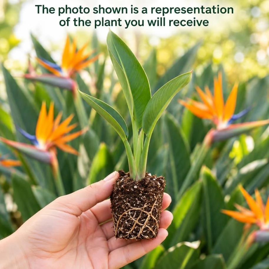 Orange Bird of Paradise Live Plant – Tropical Houseplant, 4-7 Inch Tall, Rooted, Indoor/Outdoor - Image 3