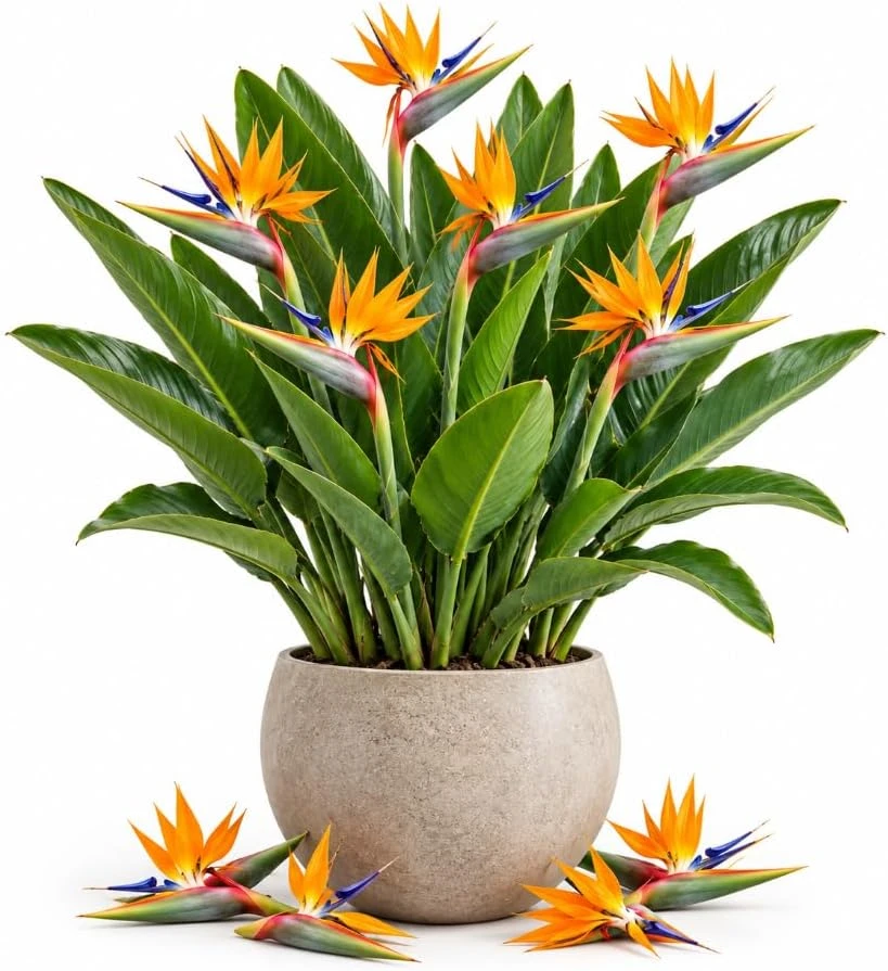 Orange Bird of Paradise Live Plant – Tropical Houseplant, 4-7 Inch Tall, Rooted, Indoor/Outdoor - Image 1