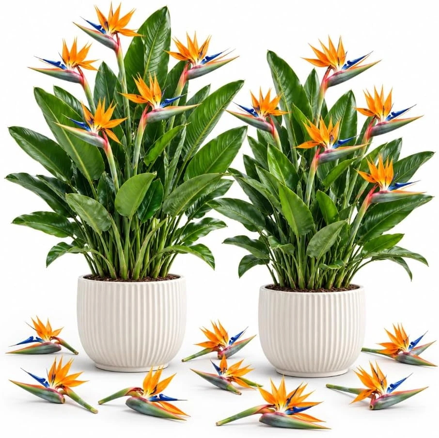 Orange Bird of Paradise Live Plants - Set of 2, 4-7 Inch Tall Tropical Ornamental - Image 1