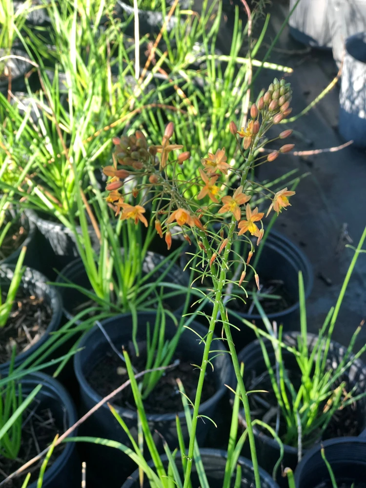 Orange Bulbine Live Plant – 1 Gallon Pot – Drought Tolerant Outdoor Flower - Image 1
