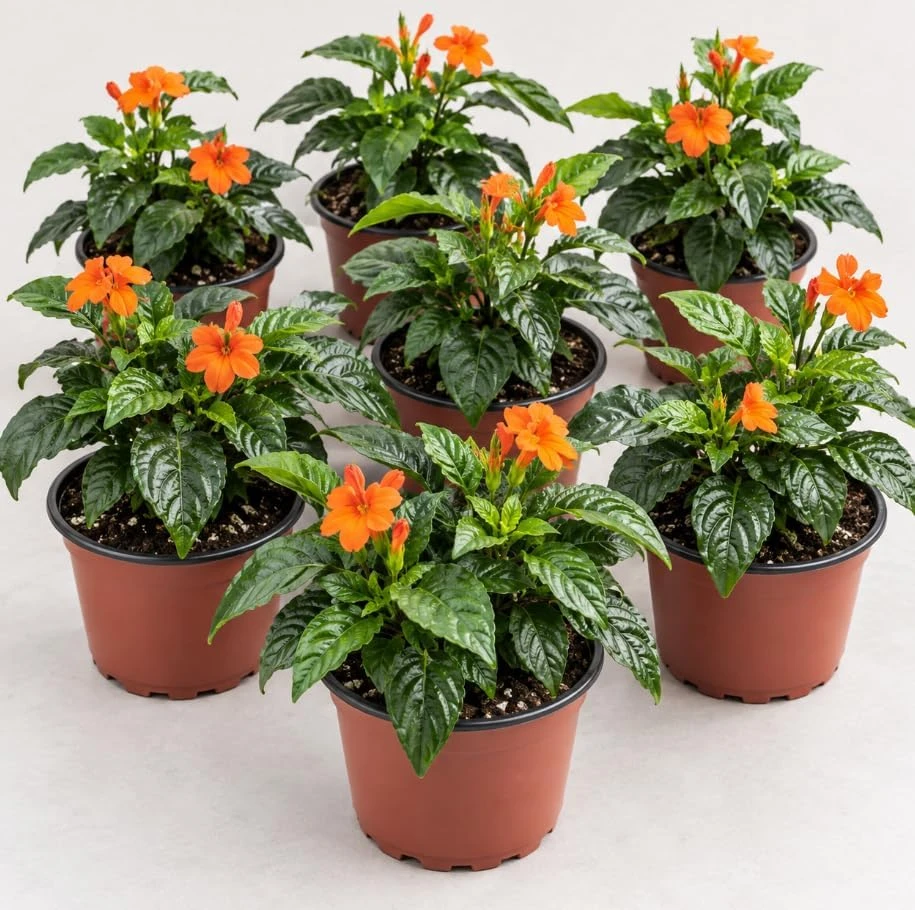 Orange Crossandra Live Plant – 2 Plants – 4 Inch Pot – Indoor/Outdoor - Image 1