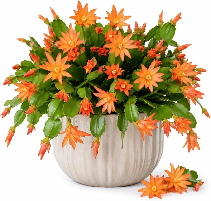Orange Easter Cactus Live Plant – 4-6 Inch Holiday Succulent Houseplant - Image 1
