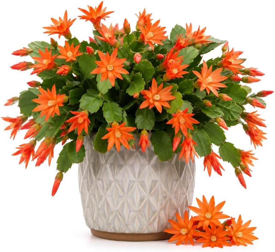 Orange Easter Cactus Live Plant – 4-6 Inches Tall – Spring Blooming Succulent - Image 1