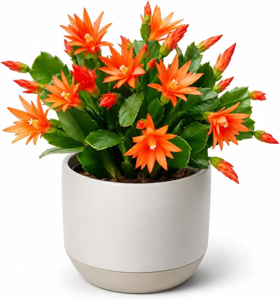 Orange Easter Cactus Live Plant, 4-8 Inch Tall, Spring Blooming Houseplant, No Pot - Image 1