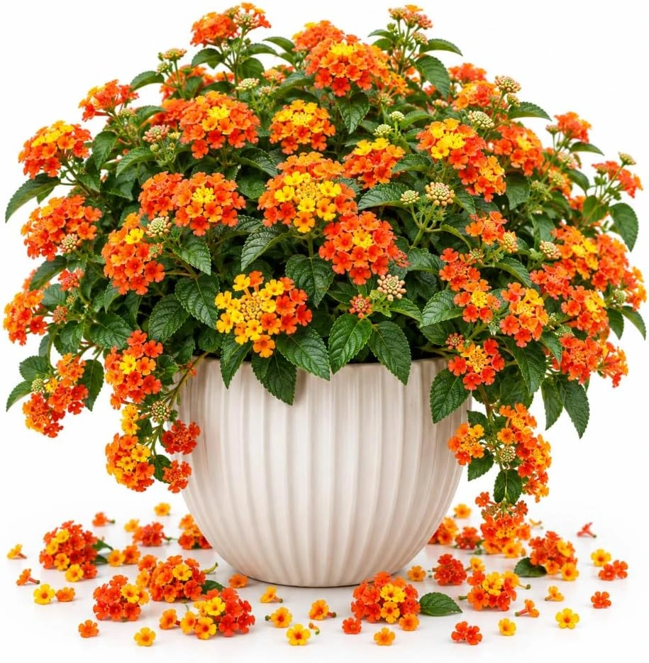 Orange Lantana Live Plant – 4-6 Inches Tall – Outdoor Flowering Shrub - Image 1