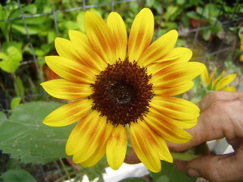 Orange Mahogany Sunflower Seeds - 15 Seeds - Annual Flower for Garden - Image 1