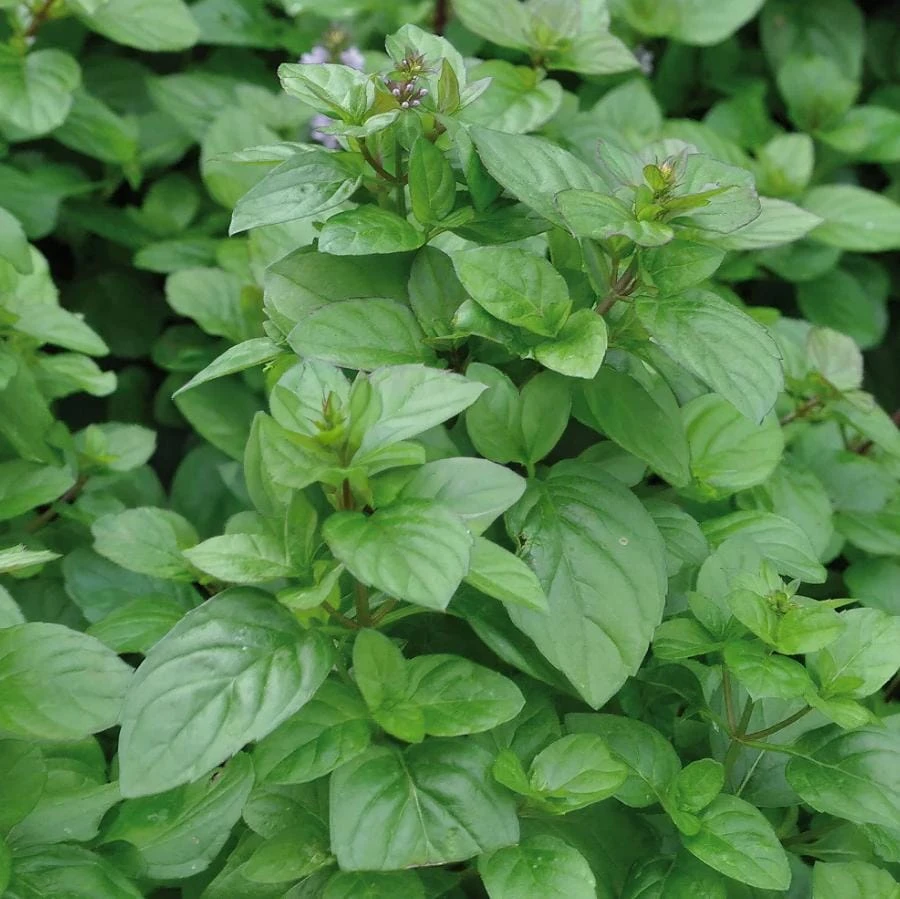 Orange Mint Live Plant – Aromatic Culinary Herb in 3-Inch Pot – Indoor/Outdoor - Image 1