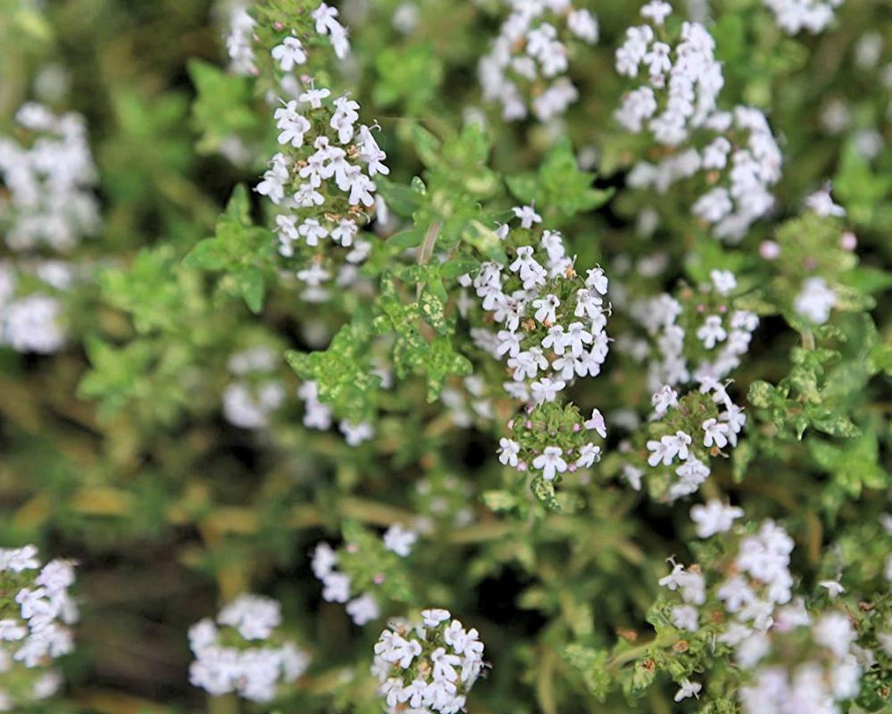 Orange Thyme Seeds - Thymus fragrantissimus - 10 Count - Culinary Herb Seeds - Image 1