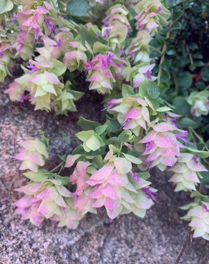 Ornamental Oregano Live Plant – Trailing Culinary Herb – Groundcover – 1 Plant - Image 1