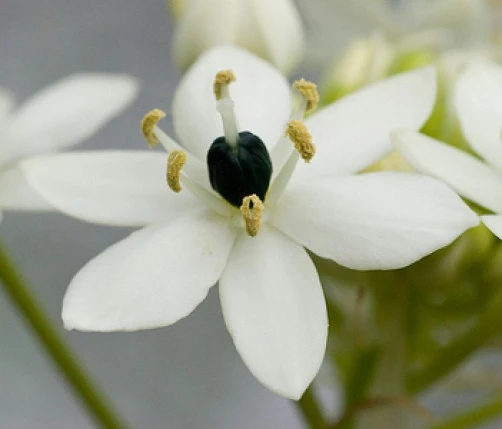 Ornithogalum saundersiae Star Bethlehem Seeds - 8 Seeds - Image 1