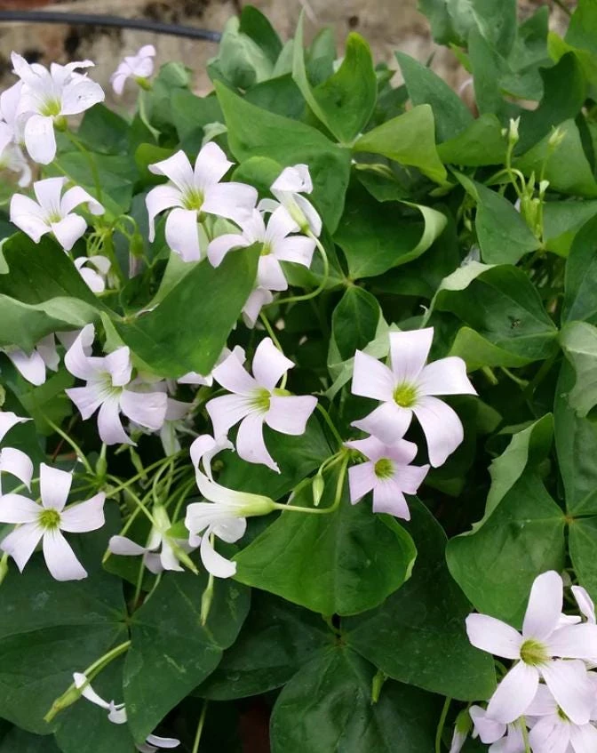 Oxalis Shamrock Live Plant – 1 Gallon Pot – Deep Shade Groundcover - Image 1