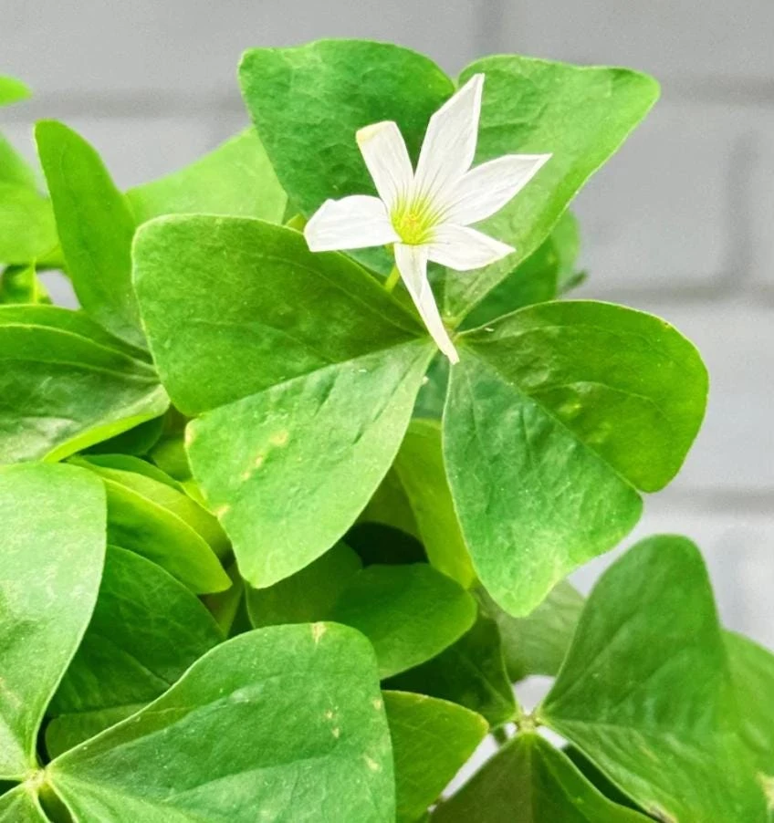 Oxalis Shamrock Live Plant – Edible Ground Cover – Deep Shade – Small - Image 1