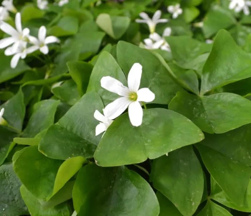 Oxalis Shamrock Plant – Live Plant – 6 inch Pot – Deep Shade Groundcover - Image 1