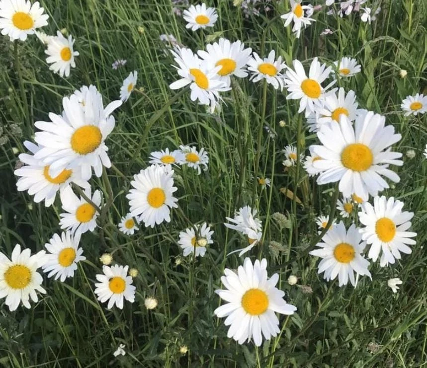 Oxeye Daisy Live Plant – 3" Pot – Perennial Wildflower – White Blooms - Image 1