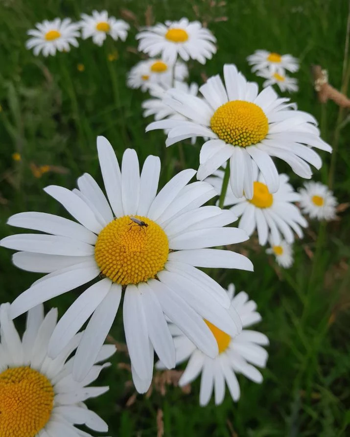 Oxeye Daisy Live Plants – 2 Pack – 3 inch Pots – Perennial Wildflower – White Blooms - Image 1
