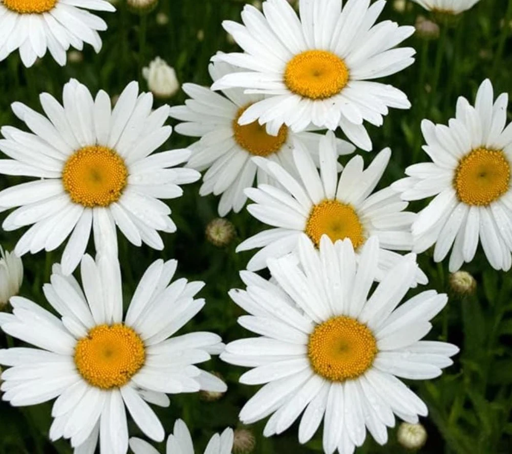 Oxeye Daisy Live Plants - Set of 4 Perennial Wildflowers - 3" Pots - Pollinator Garden - Image 2