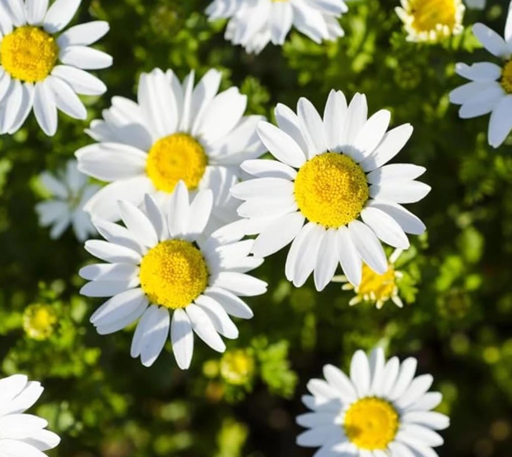 Oxeye Daisy Live Plants - Set of 4 Perennial Wildflowers - 3" Pots - Pollinator Garden - Image 3