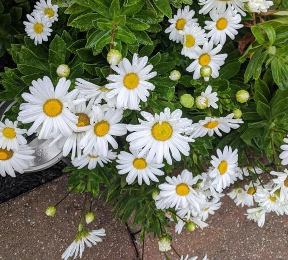 Oxeye Daisy Live Plants - Set of 4 Perennial Wildflowers - 3" Pots - Pollinator Garden - Image 4