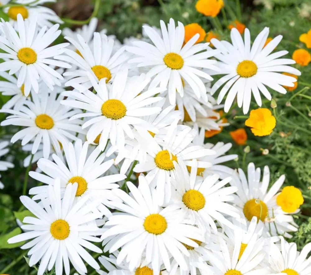 Oxeye Daisy Live Plants - Set of 4 Perennial Wildflowers - 3" Pots - Pollinator Garden - Image 5