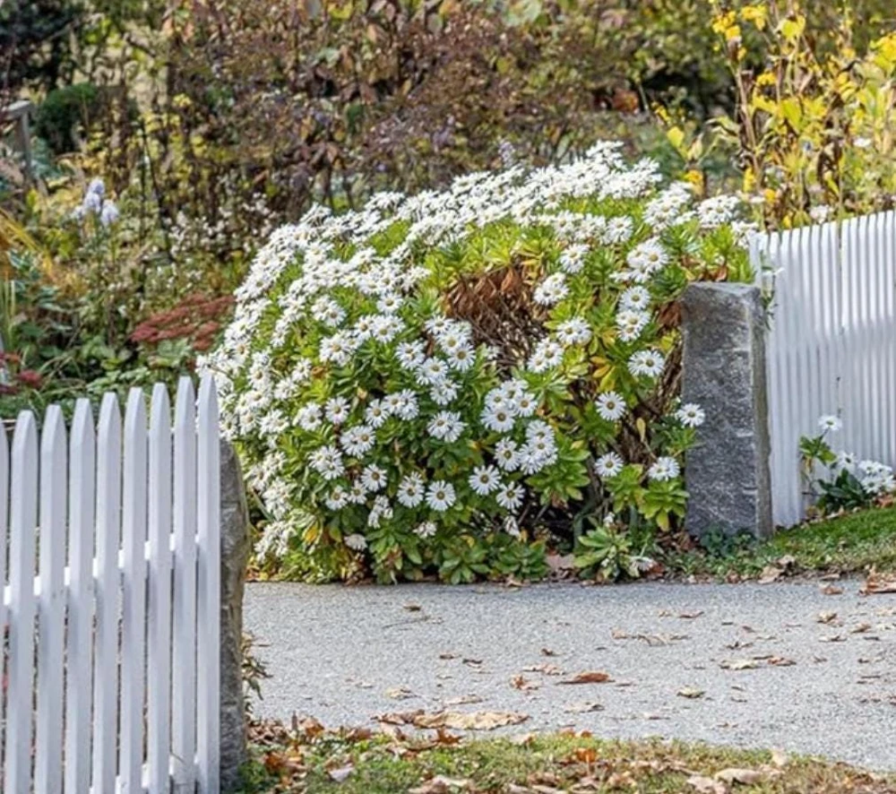 Oxeye Daisy Live Plants - Set of 4 Perennial Wildflowers - 3" Pots - Pollinator Garden - Image 6