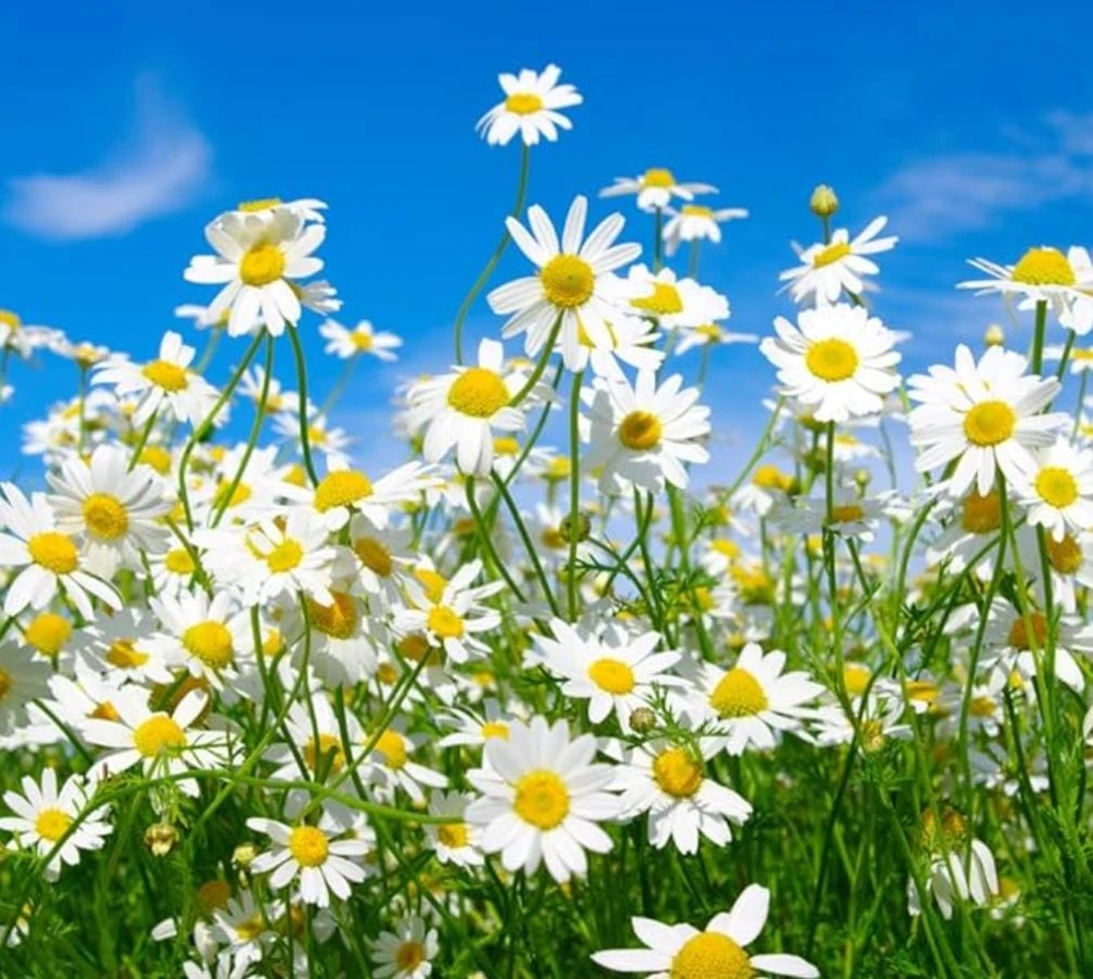 Oxeye Daisy Live Plants - Set of 4 Perennial Wildflowers - 3" Pots - Pollinator Garden - Image 1