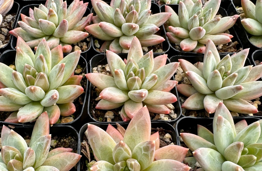 Pachyphytum Compactum 'Little Jewel' Live Succulent Plant 2" 4" Pot - Image 1