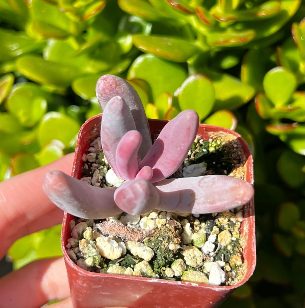 Pachysedum Ganzhou Live Succulent Plant - Rare Pink Variety in 2" Pot - Image 1