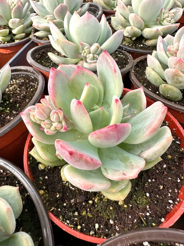 Pachyveria Draco Pink Succulent Live Plant – 4'' Pot – Indoor & Outdoor - Image 1