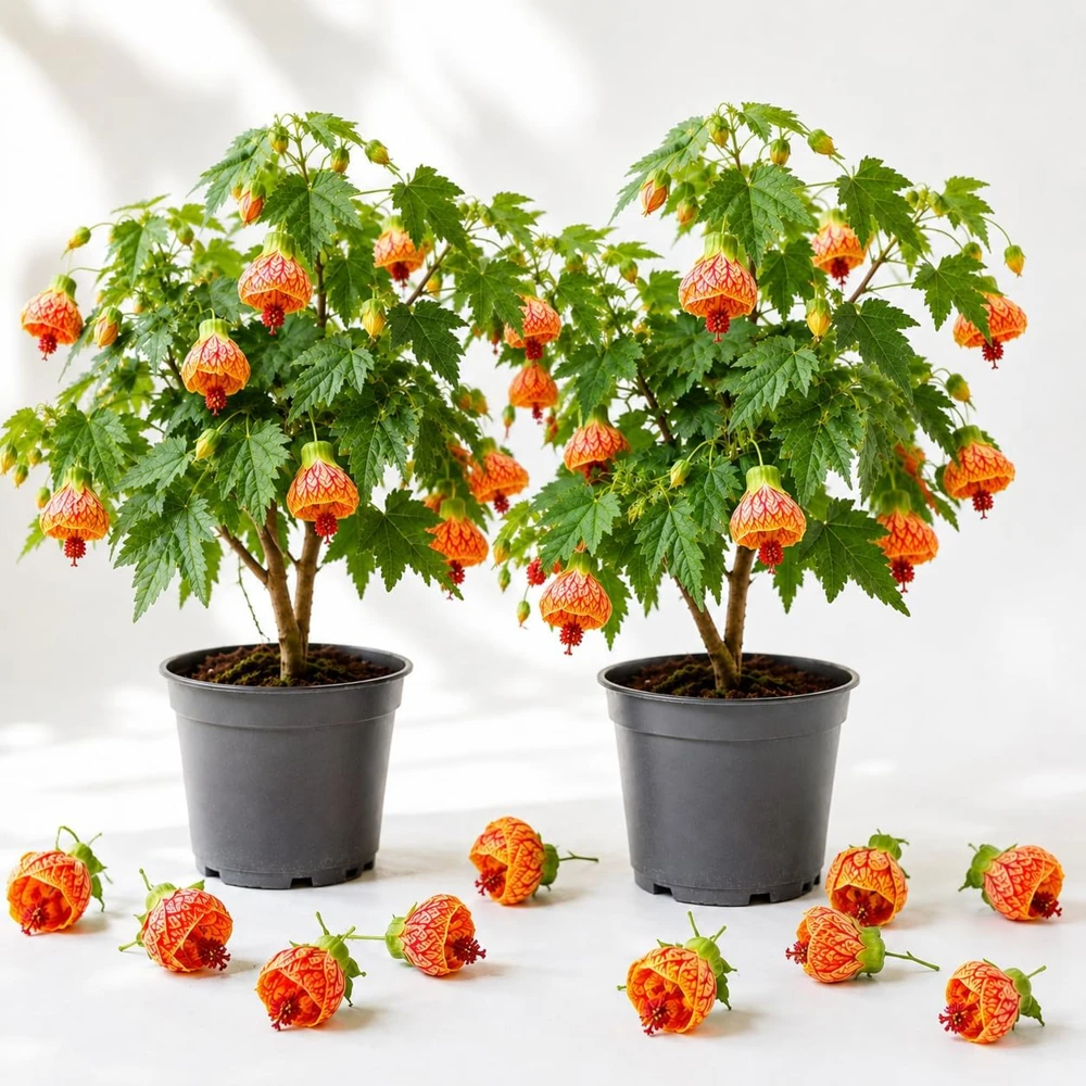 Pack 2 Orange Abutilon Live Plants - Trailing Hanging Flower Vine, 4-6 Inch Tall - Image 1