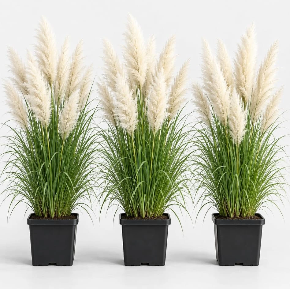 Pampas Grass Live Plant – Set of 3 Ornamental Grasses – 4-8 Inch Tall – Outdoor - Image 1