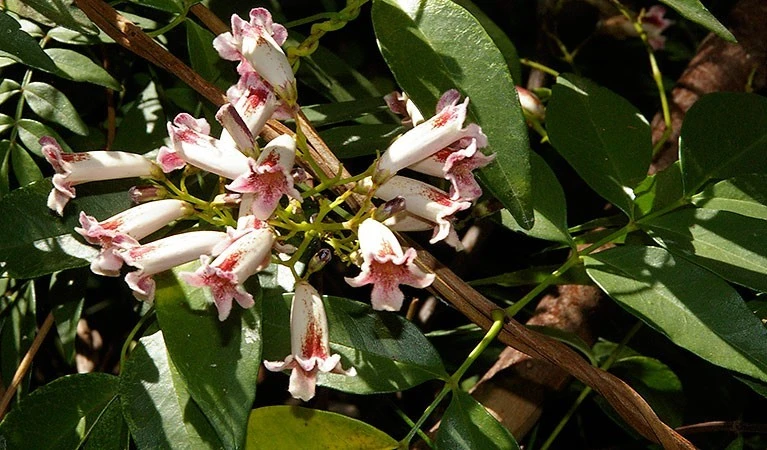 Pandorea pandorana Wonga Wonga Vine Seeds – 10 Perennial Seeds – Outdoor - Image 1