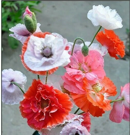 Papaver Rhoeas Shirley Mix Poppy Seeds - 20 Seeds, Annual Flower - Image 1