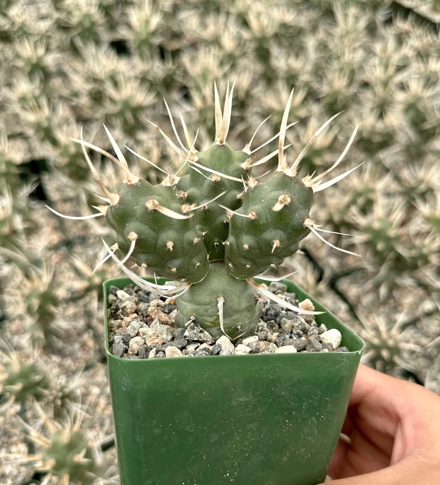 Paper Spine Cactus Live Plant – Tephrocactus Articulatus – Pine Cone Cactus – 3 inch pot - Image 1